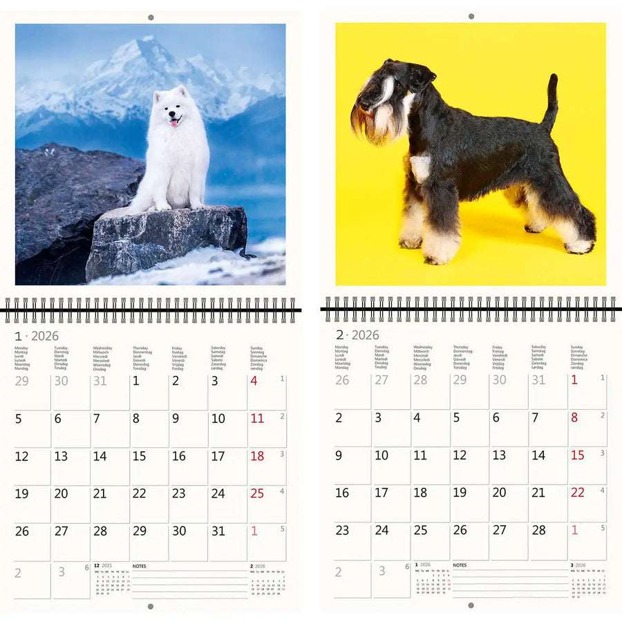 2026 Schreiben von Kalender 30 x 30 Hunde