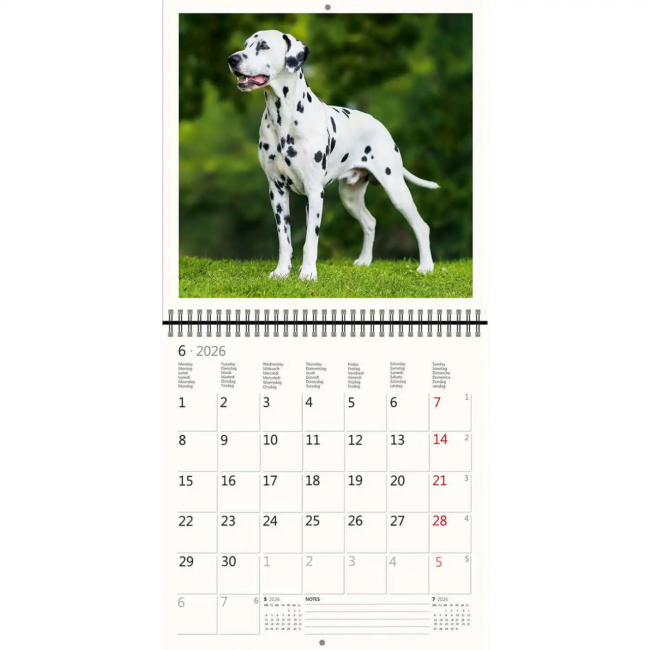 2026 Schreiben von Kalender 30 x 30 Hunde