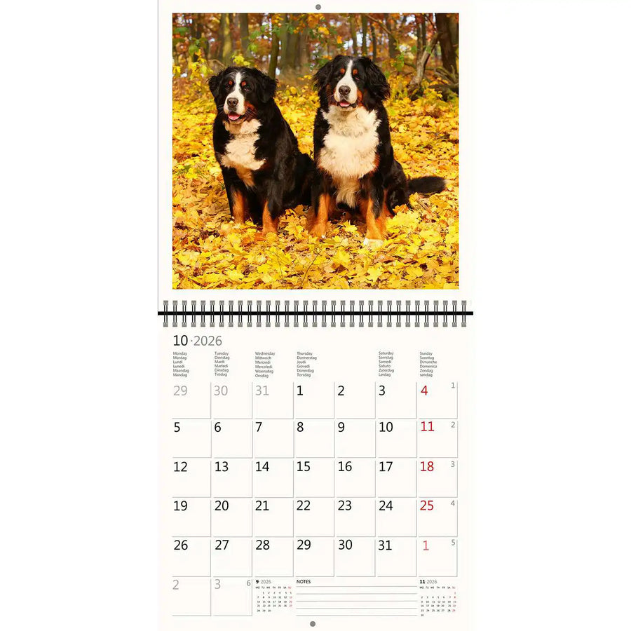 2026 Schreiben von Kalender 30 x 30 Hunde