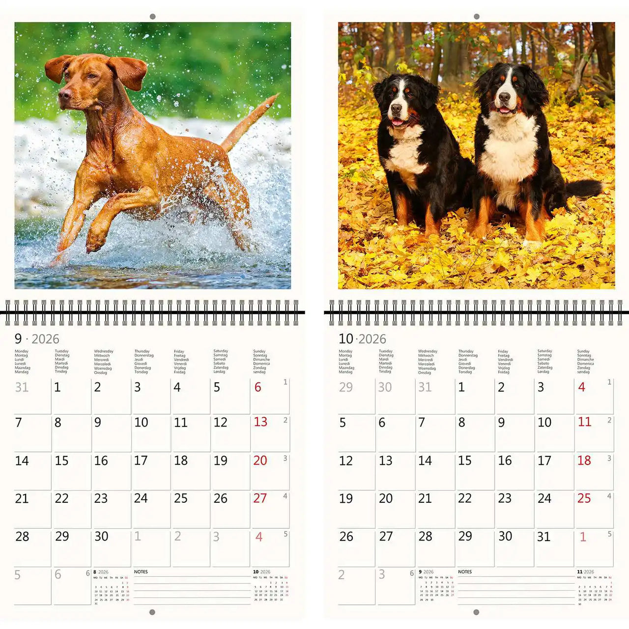2026 Schreiben von Kalender 30 x 30 Hunde