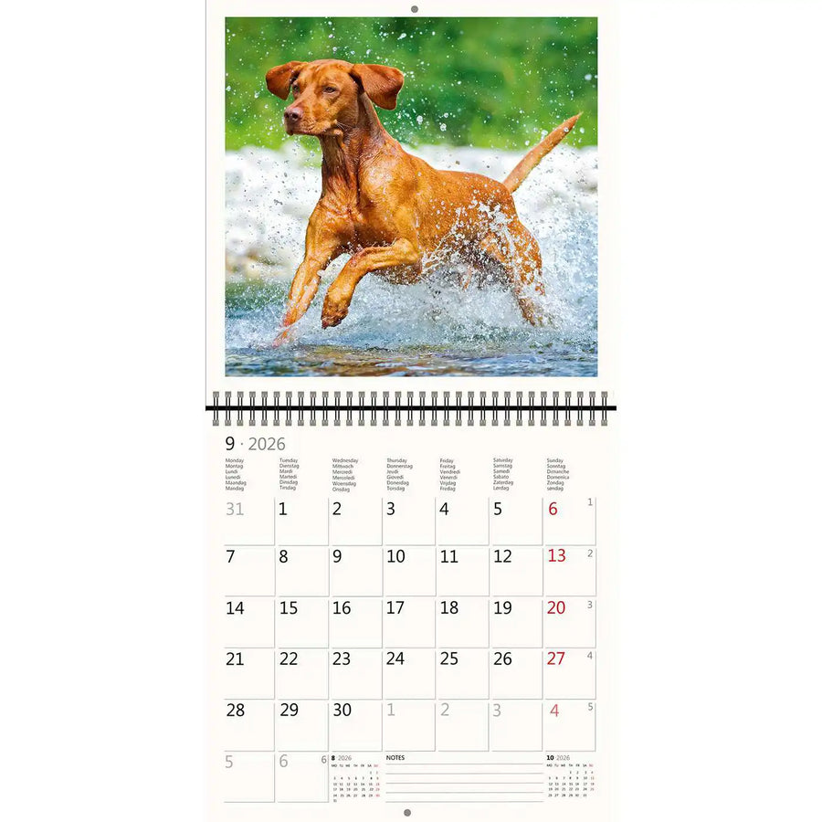 2026 Schreiben von Kalender 30 x 30 Hunde