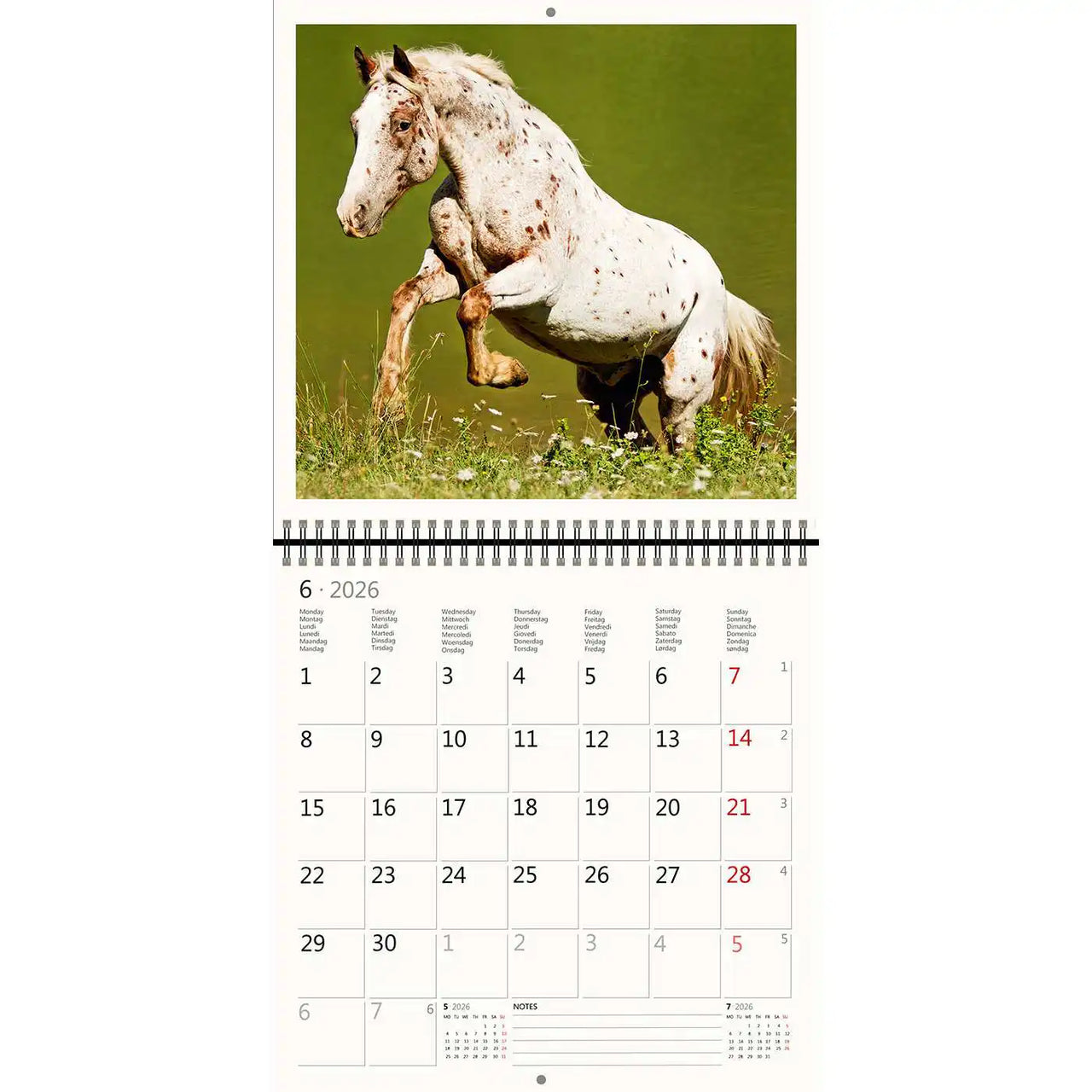 2026 Kalender schreiben 30 x 30 Pferde
