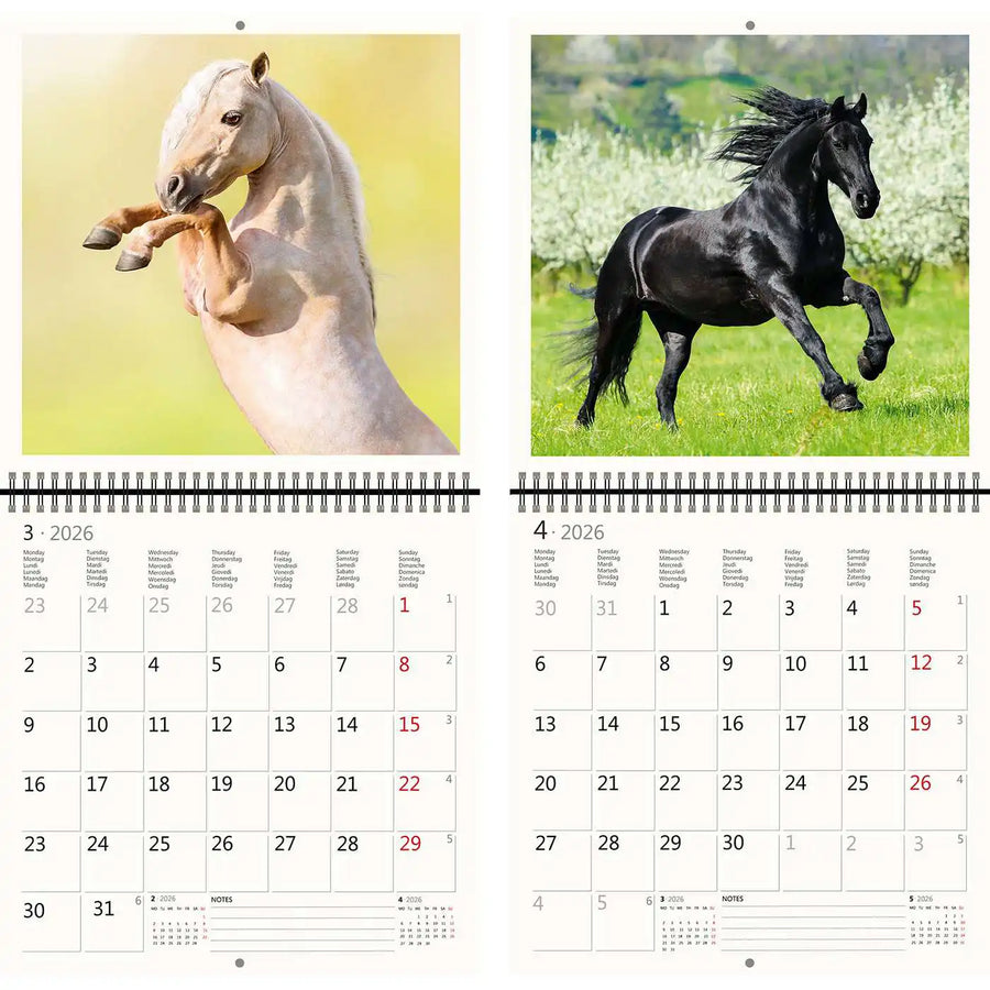 2026 Kalender schreiben 30 x 30 Pferde