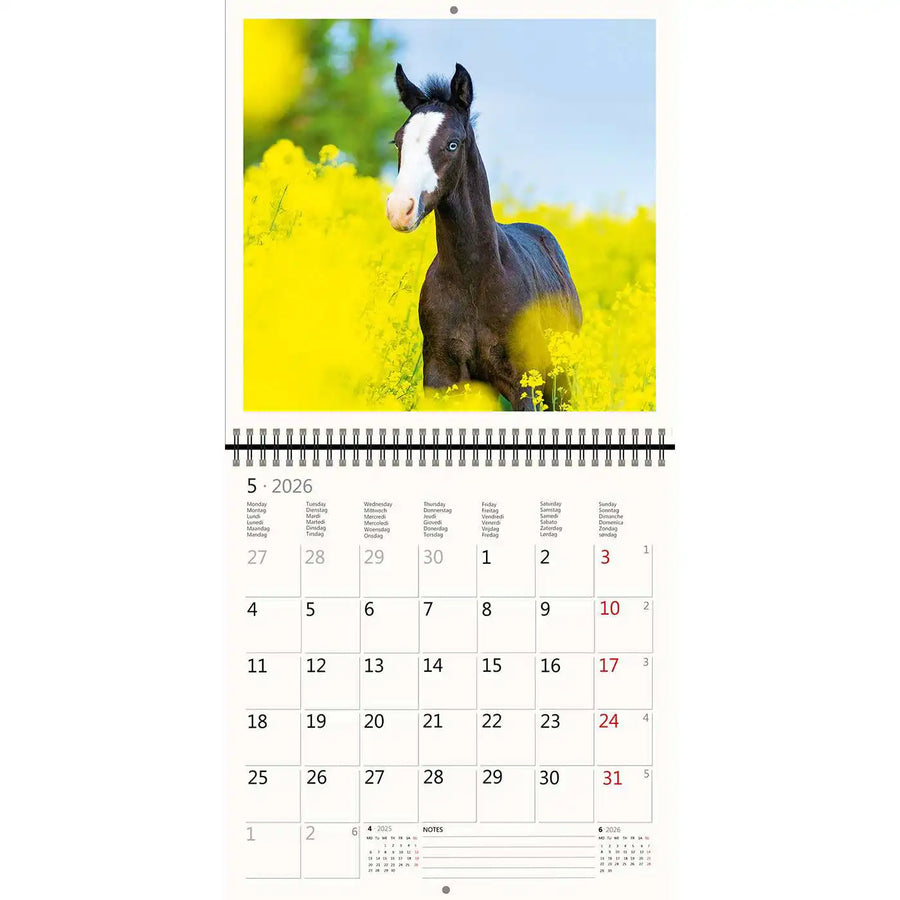 2026 Kalender schreiben 30 x 30 Pferde