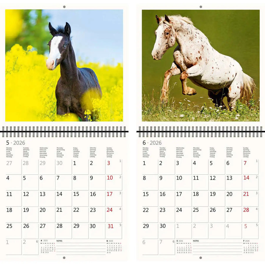 2026 Kalender schreiben 30 x 30 Pferde