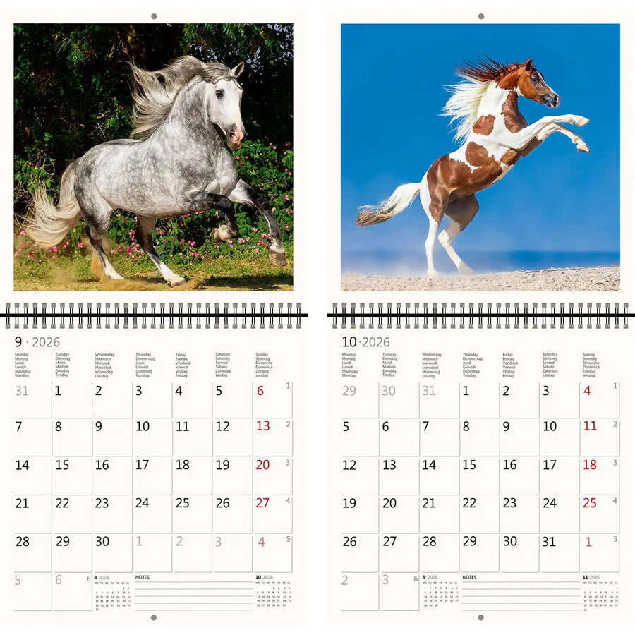 2026 Kalender schreiben 30 x 30 Pferde