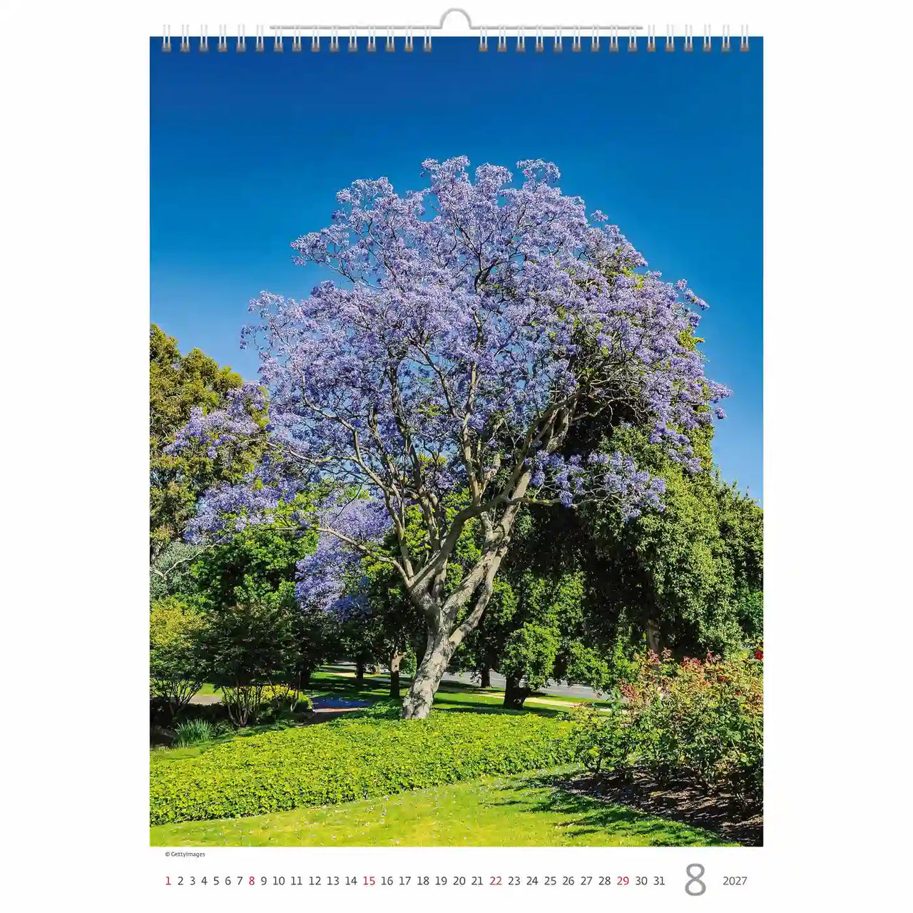 Kalenderpagina met een Jacaranda-boom in bloei tegen een blauwe lucht