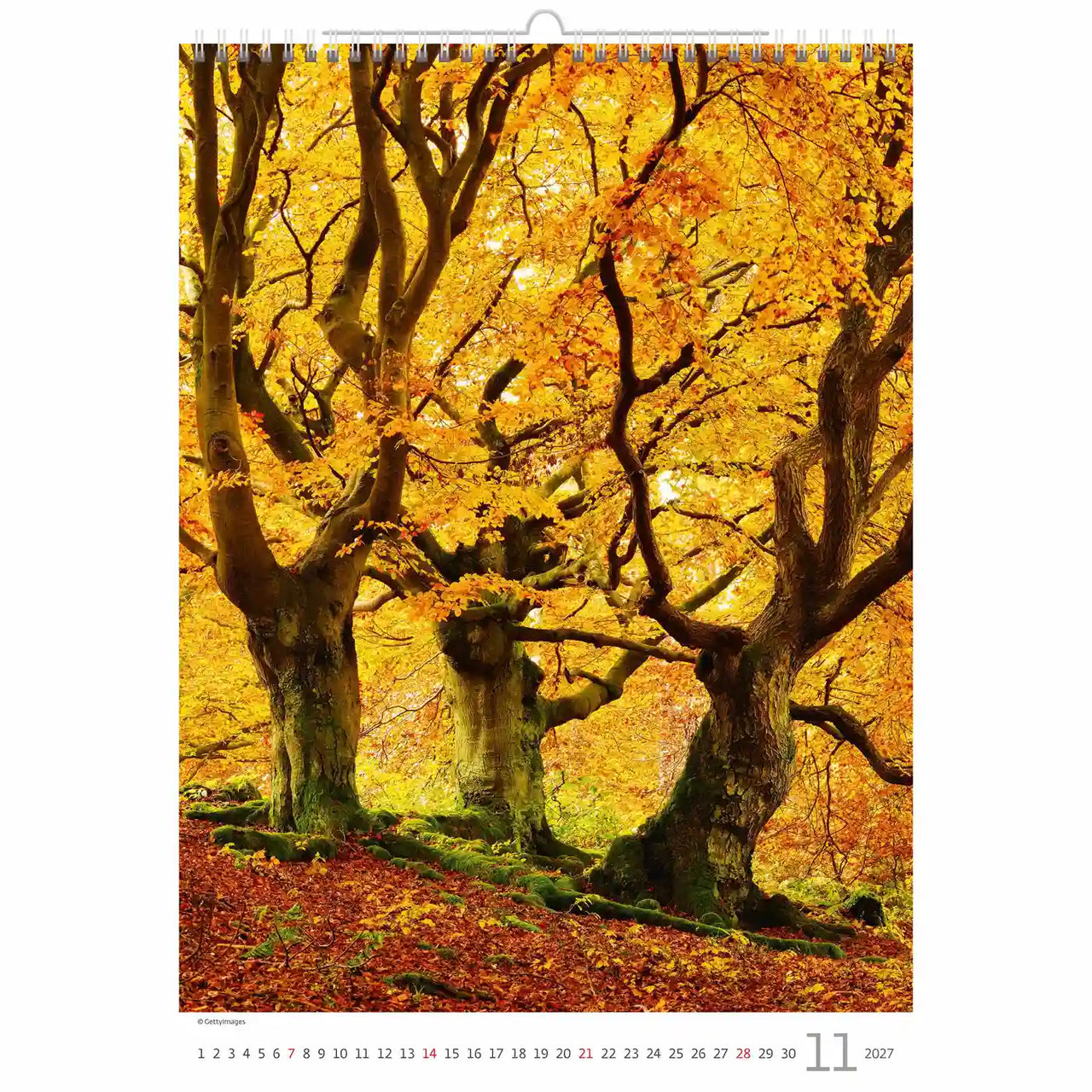 Kalenderpagina met een schilderachtig herfstbosontwerp met grote bomen met gele bladeren.