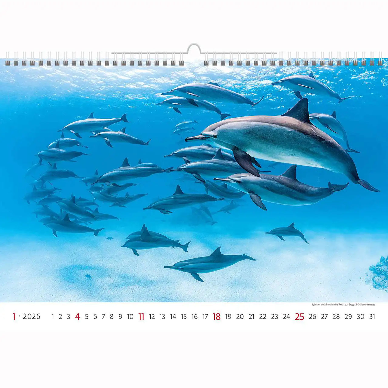 Deep Blue Wildlife kalender A3+ 2026+