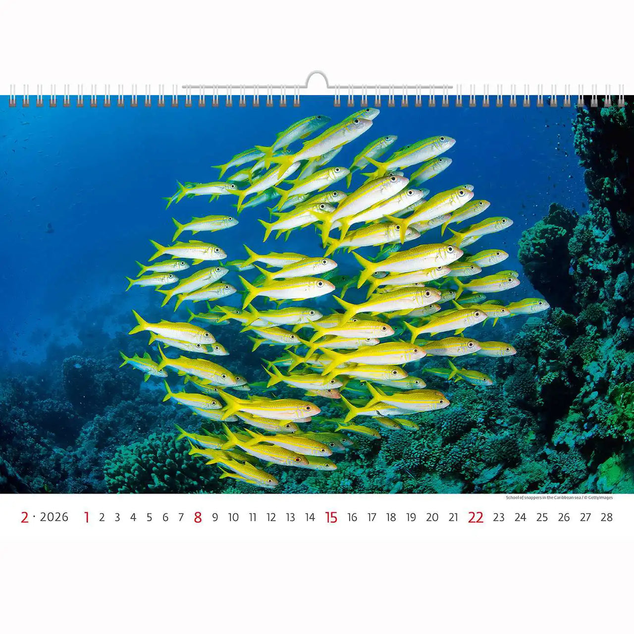Deep Blue Wildlife kalender A3+ 2026+