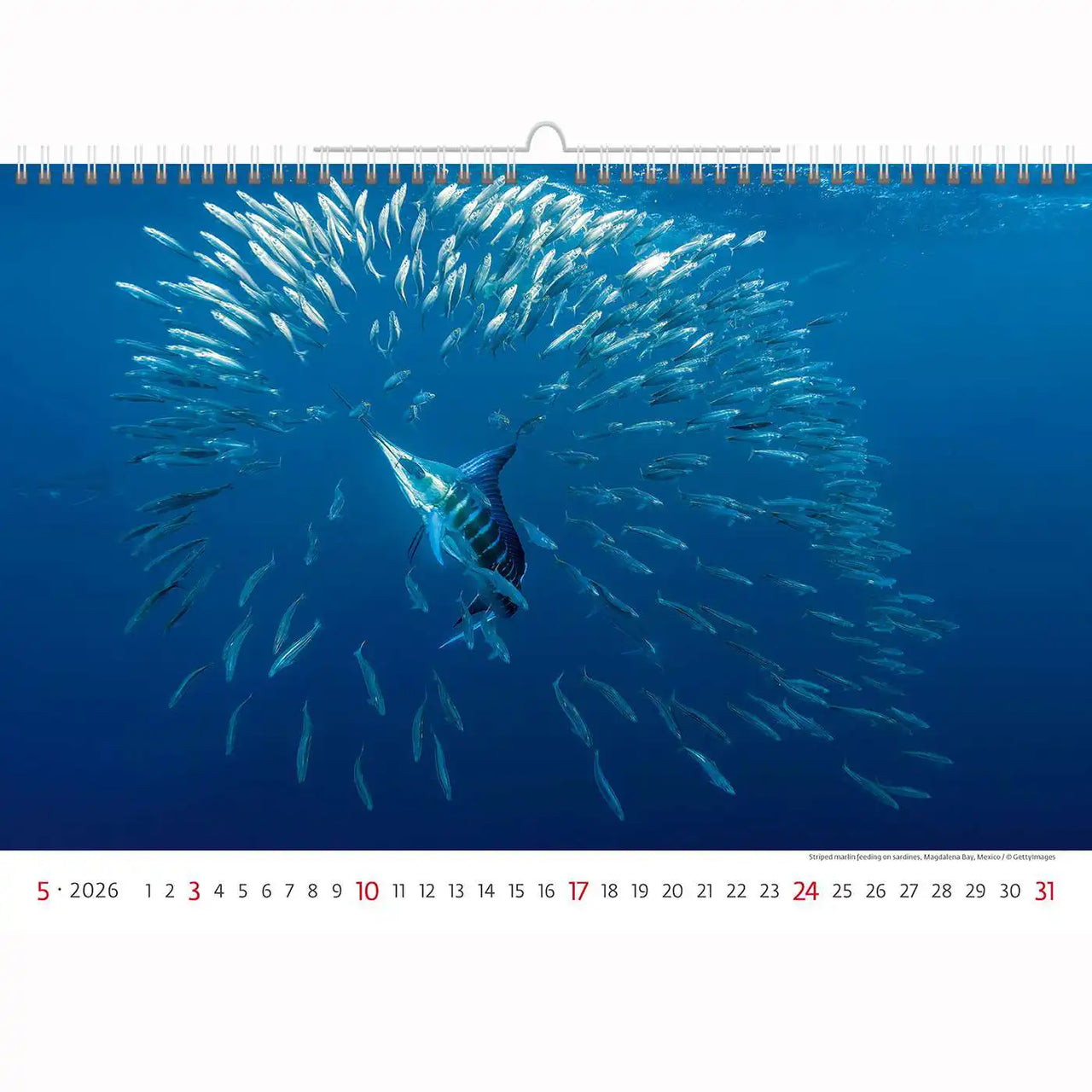 Deep Blue Wildlife kalender A3+ 2026+