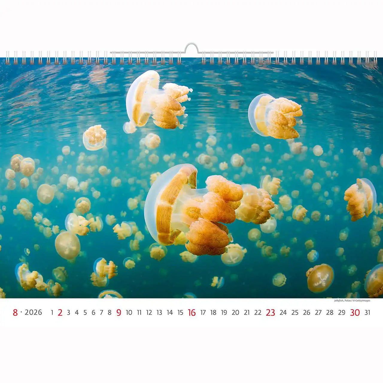 Deep Blue Wildlife kalender A3+ 2026+