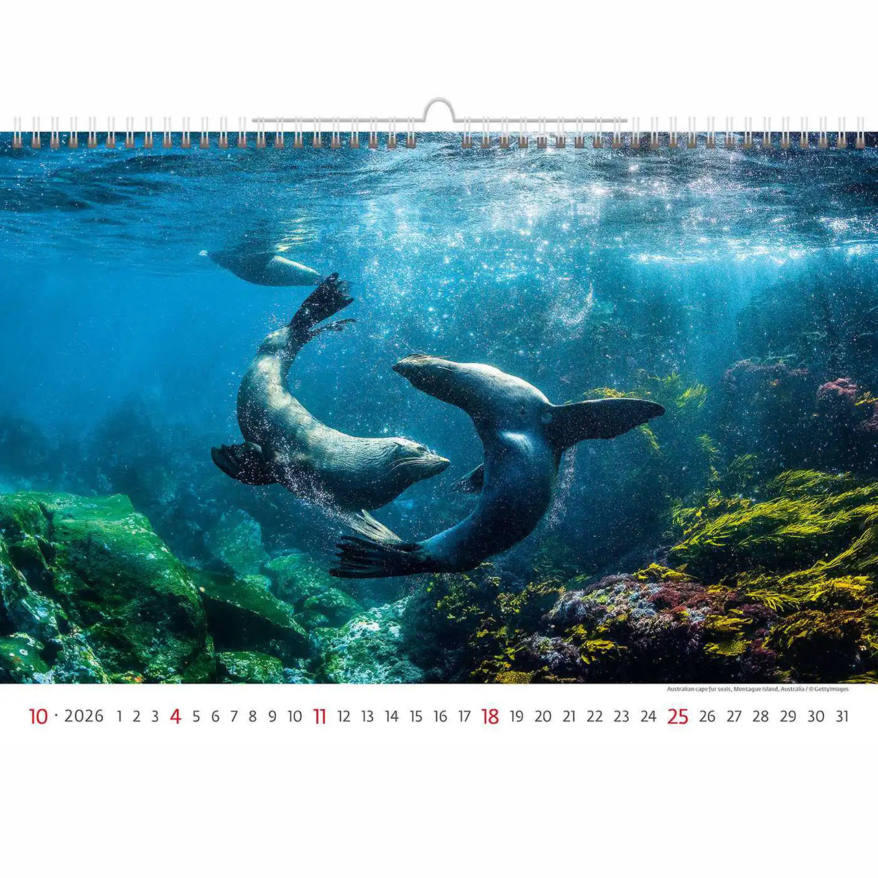 Deep Blue Wildlife kalender A3+ 2026+
