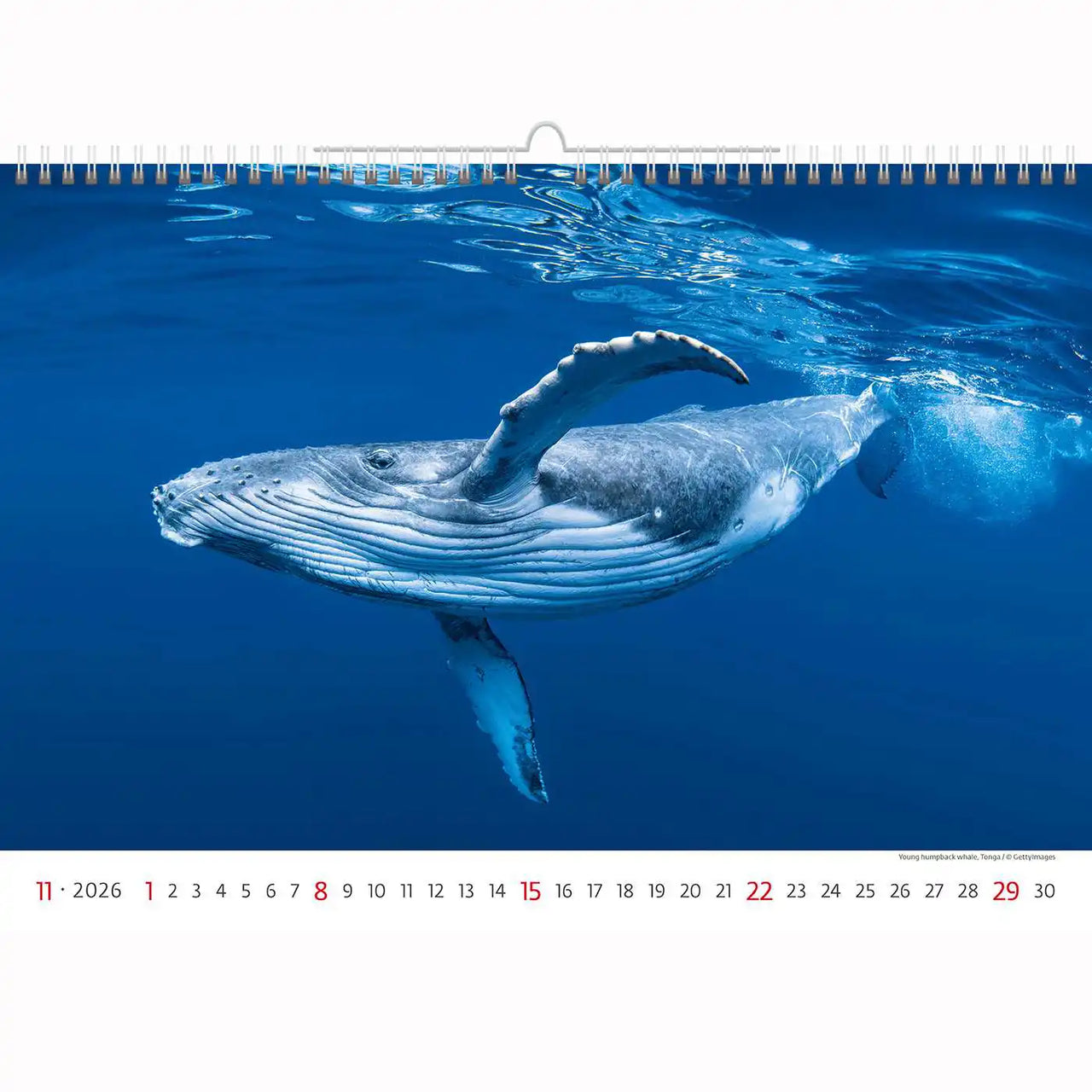 Deep Blue Wildlife kalender A3+ 2026+