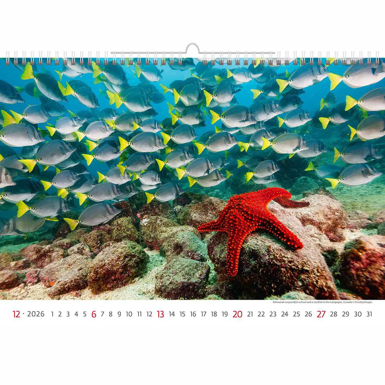 Deep Blue Wildlife kalender A3+ 2026+