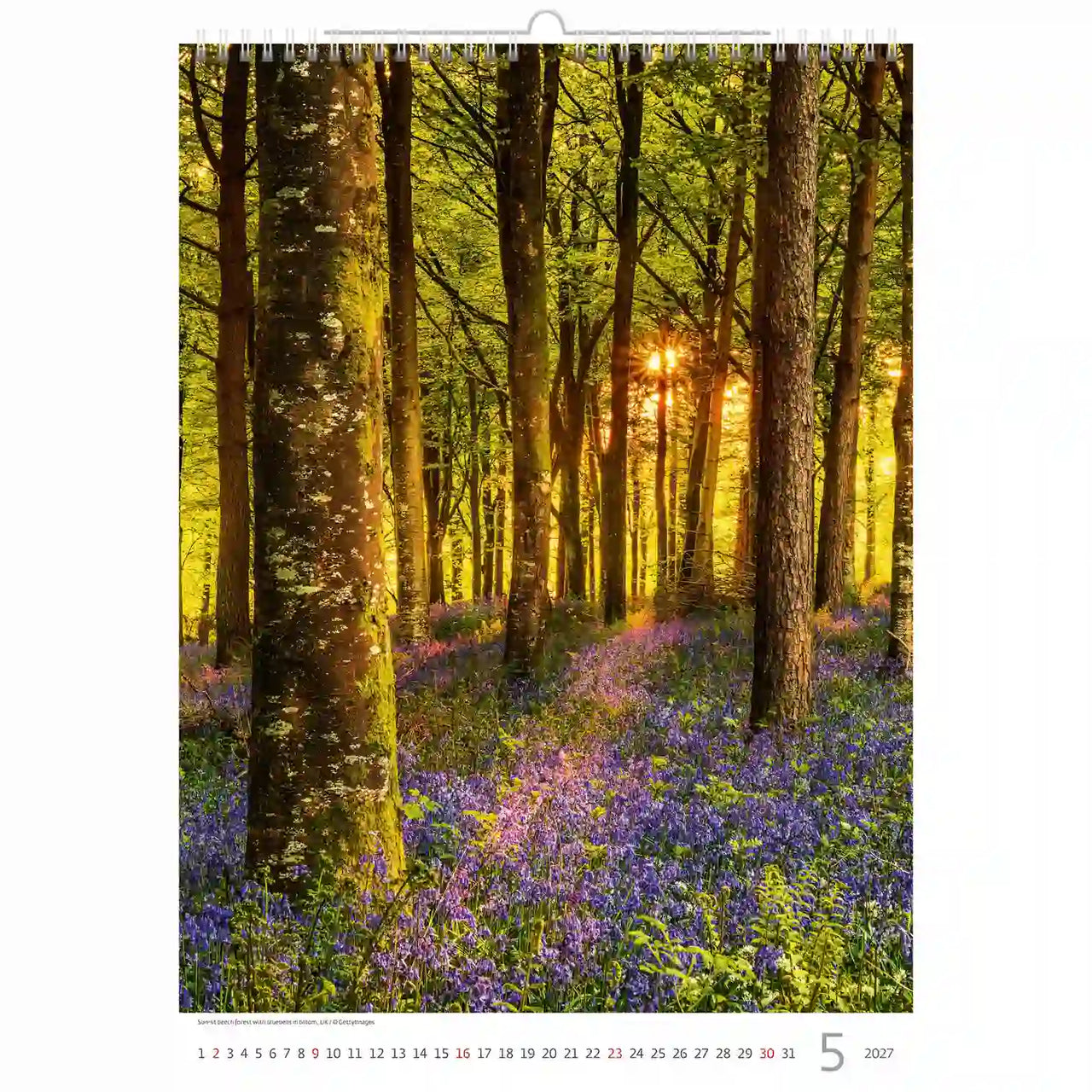 Kalenderpagina met een bostafereel met zonlicht dat door de bomen filtert en paarse bloemen op de grond.