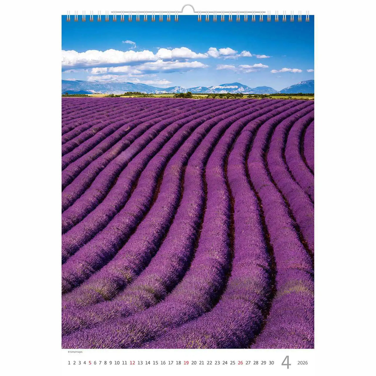 Purple in Provence Calendar A3 + 2026+