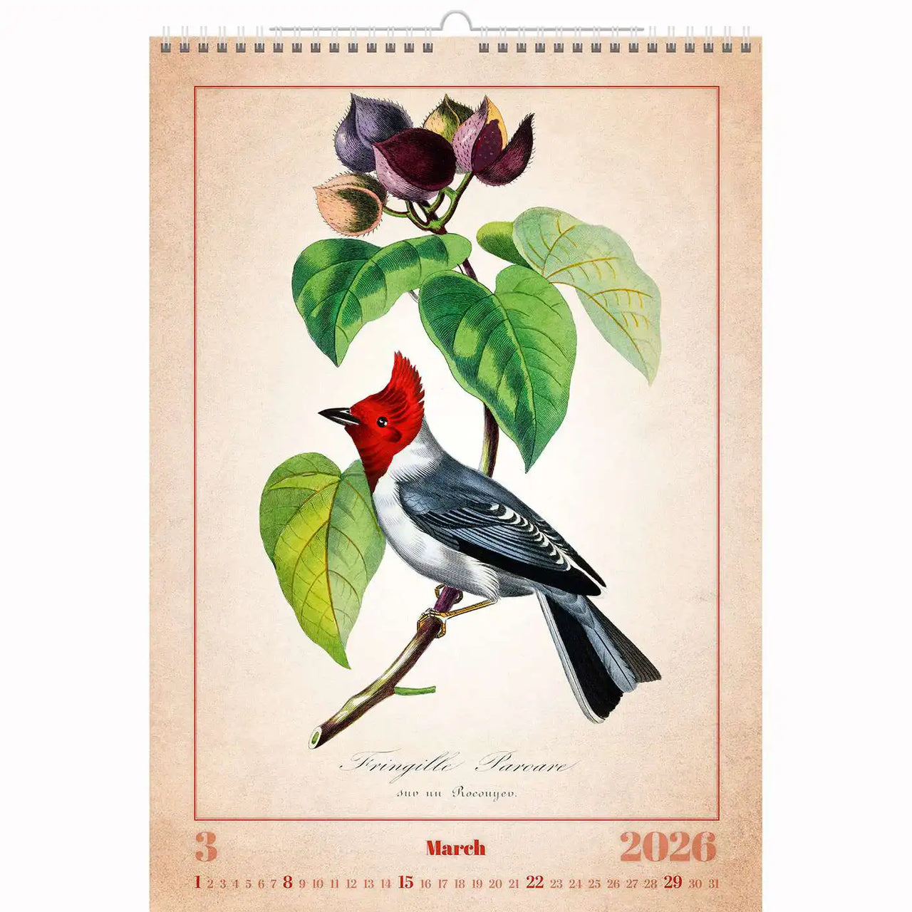 Alte Vogelzeichnungen Kalender A3+ 2026+