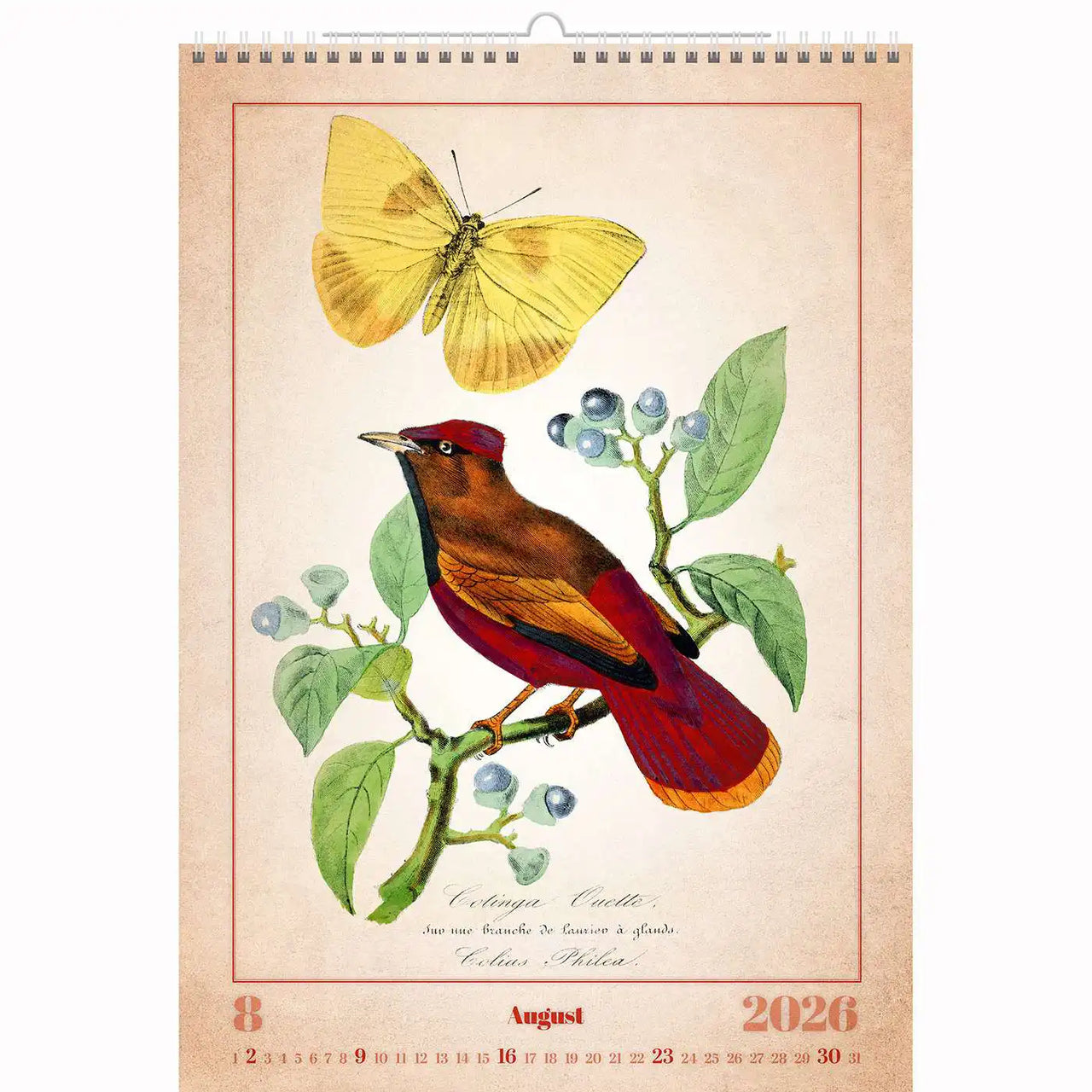 Alte Vogelzeichnungen Kalender A3+ 2026+