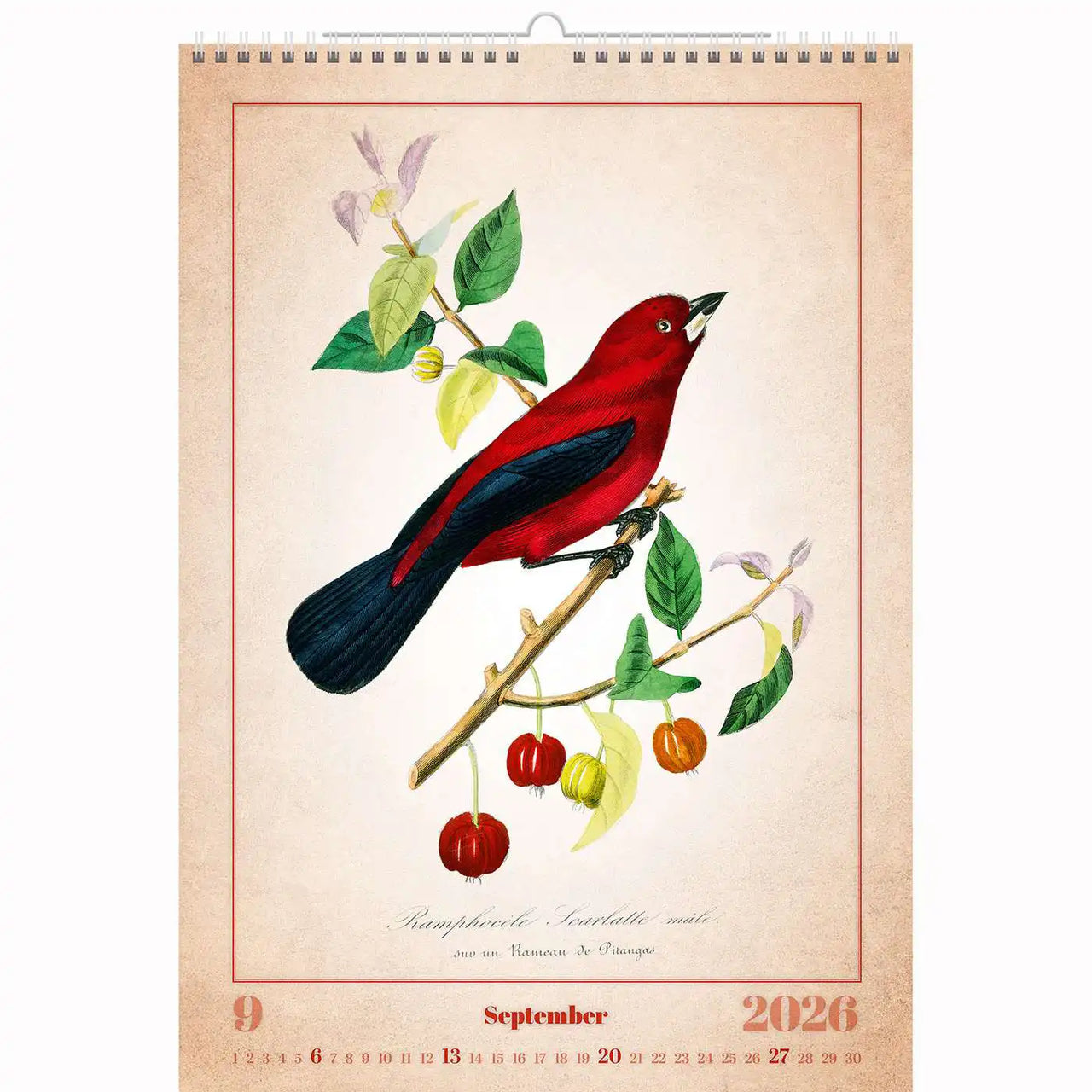 Alte Vogelzeichnungen Kalender A3+ 2026+