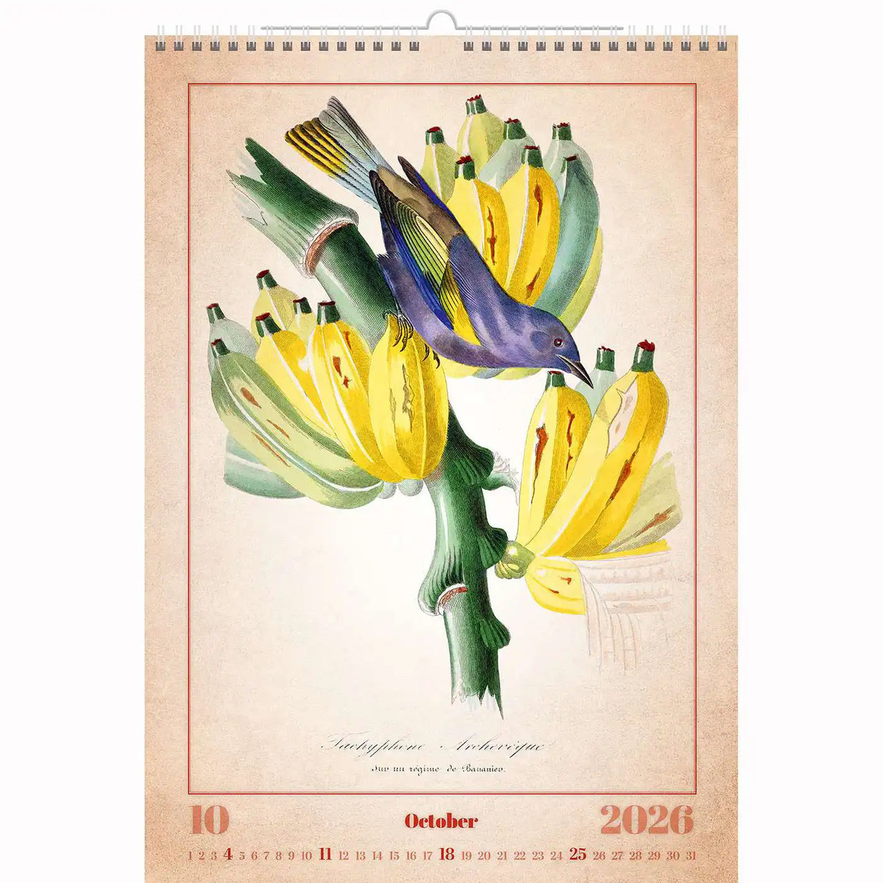 Alte Vogelzeichnungen Kalender A3+ 2026+