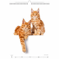 Twee oranje katten op een kalenderpagina met een witte achtergrond