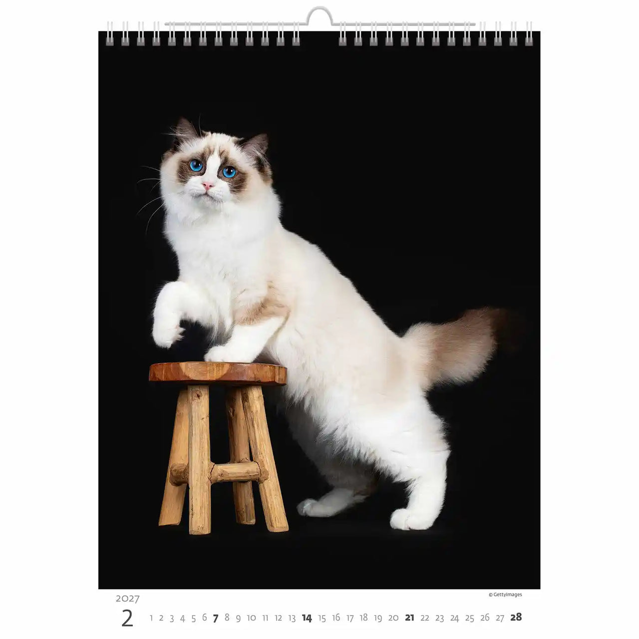 Kat op een houten kruk met een kalender op de achtergrond