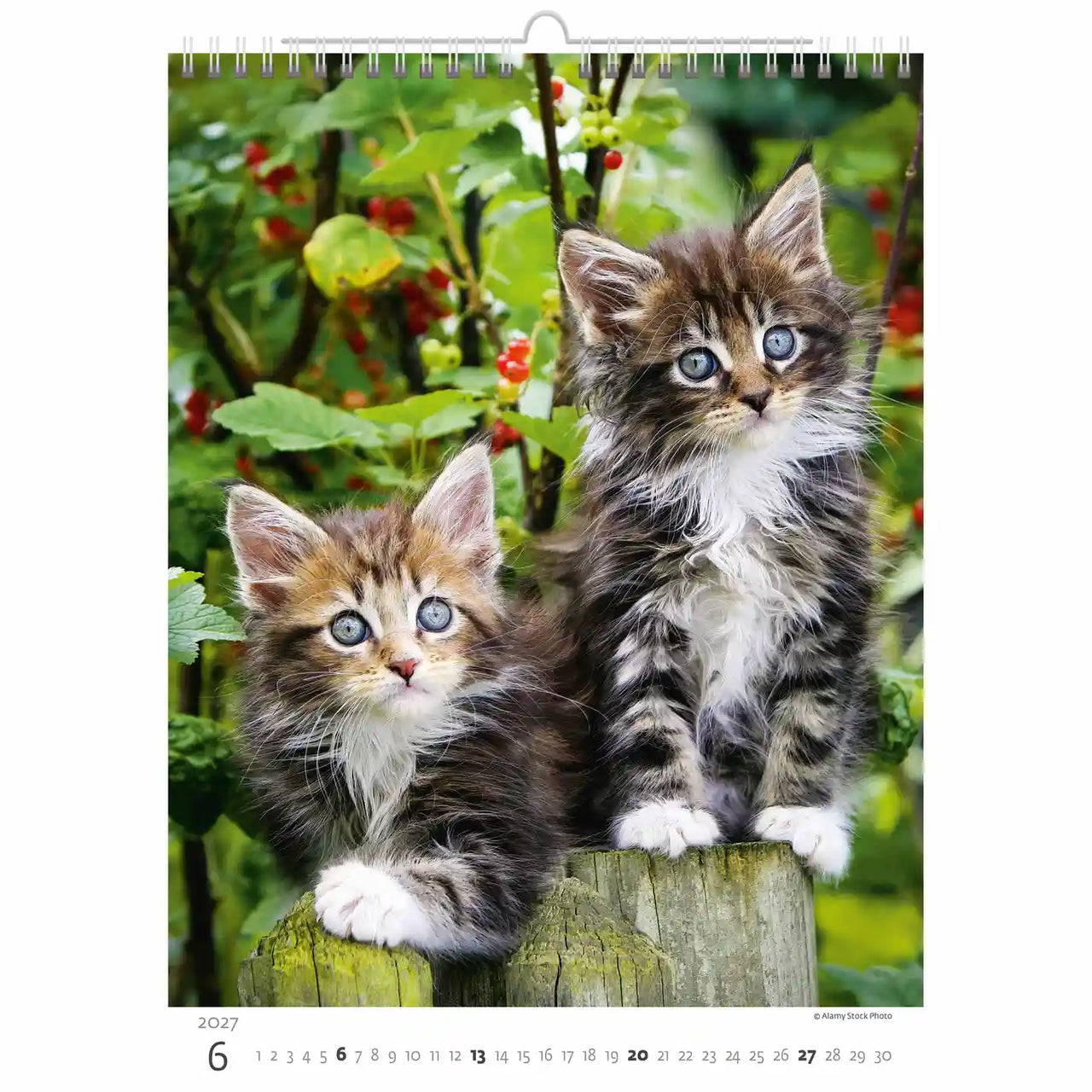 Twee kittens op een houten paal met een natuurlijke achtergrond