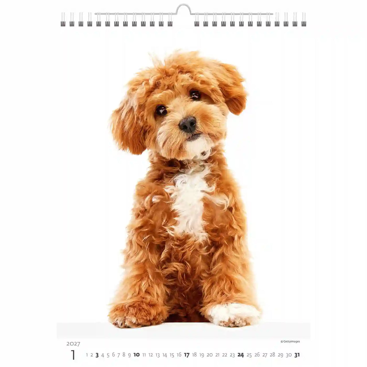 Kalender met een bruin hond op een witte achtergrond