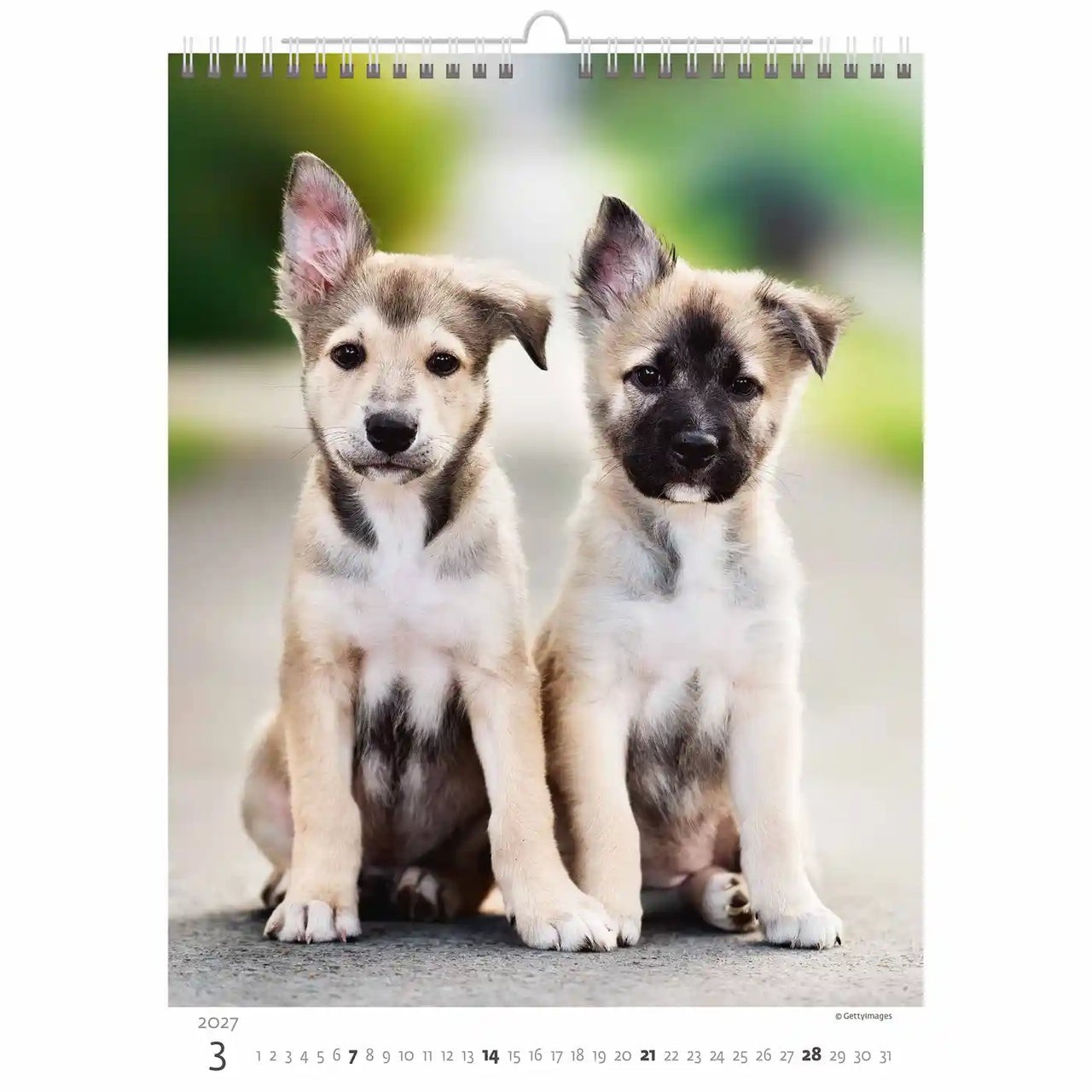 Twee puppy's zitten samen op een kalenderpagina.