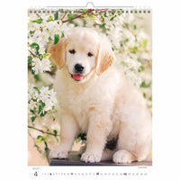 Kalenderpagina met een golden retriever puppy zittend tussen witte bloemen