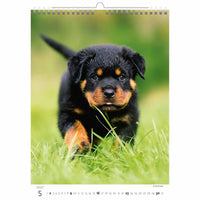 Kalender met een Rottweiler-puppy tegen een met gras begroeide achtergrond