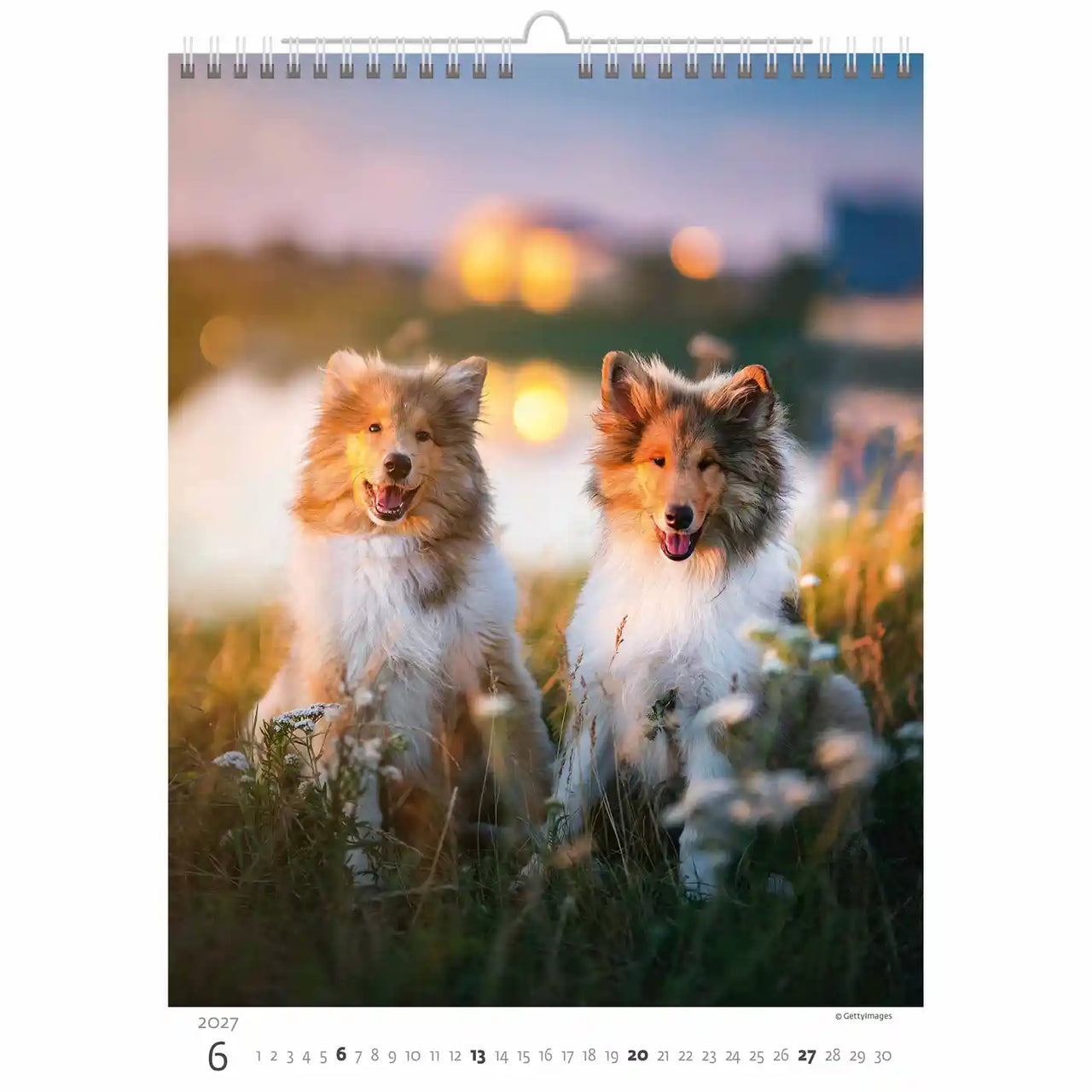 Twee honden staan in een veld met een zonsondergang op de achtergrond op een kalenderpagina.