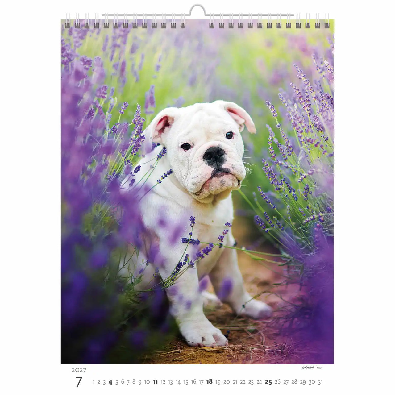 Kalenderpagina met een witte puppy tussen lavendelbloemen