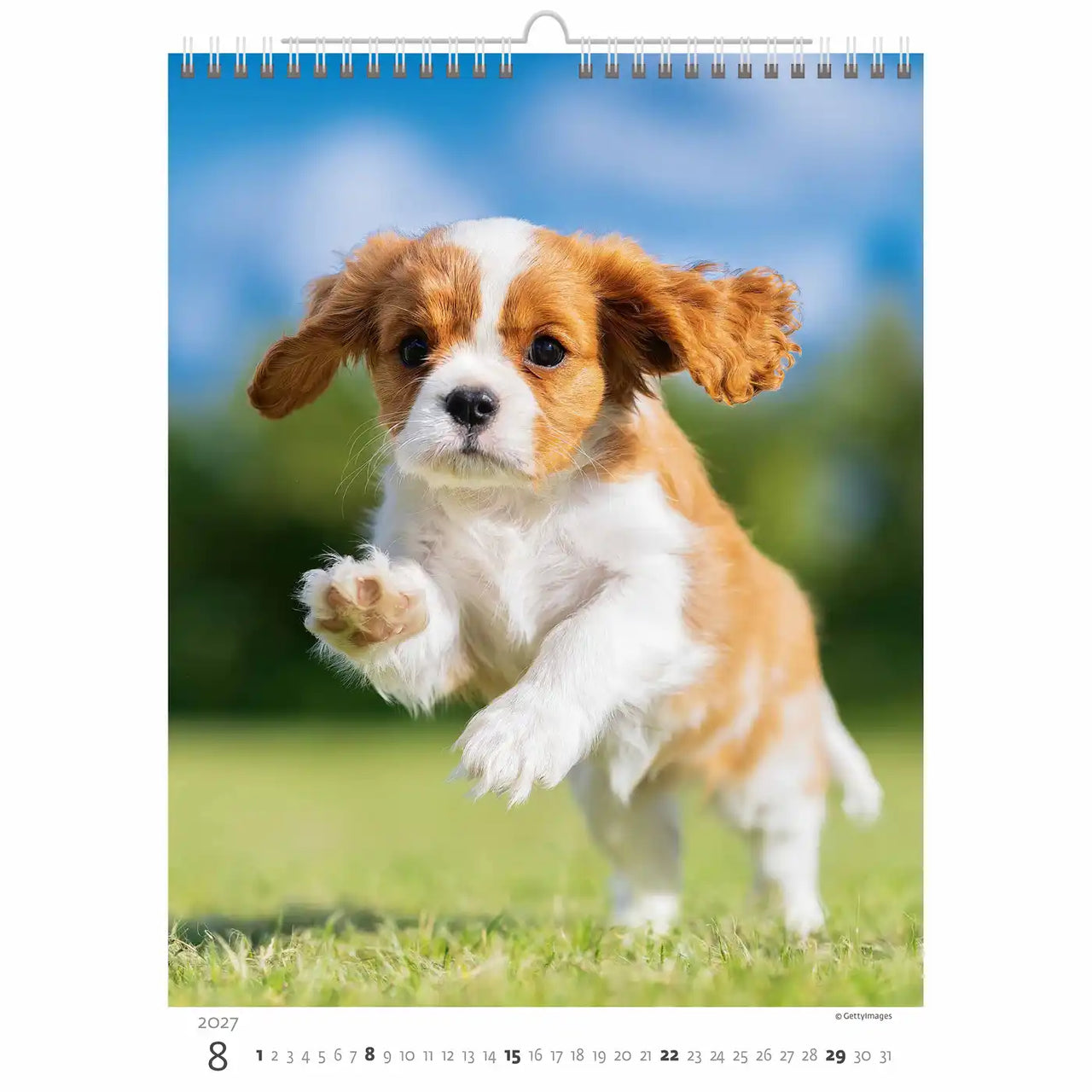 Kalenderpagina met een Cavalier King Charles Spaniel-puppy die op gras loopt