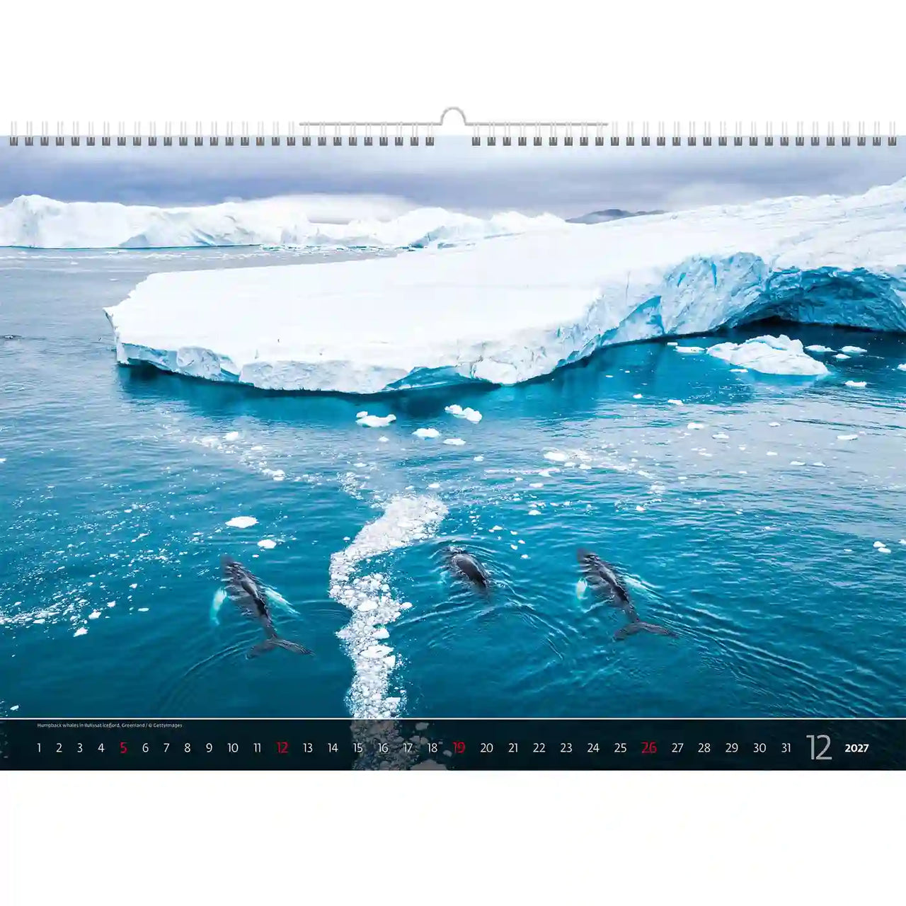 Kalender met dolfijnen die dichtbij een ijsschots zwemmen