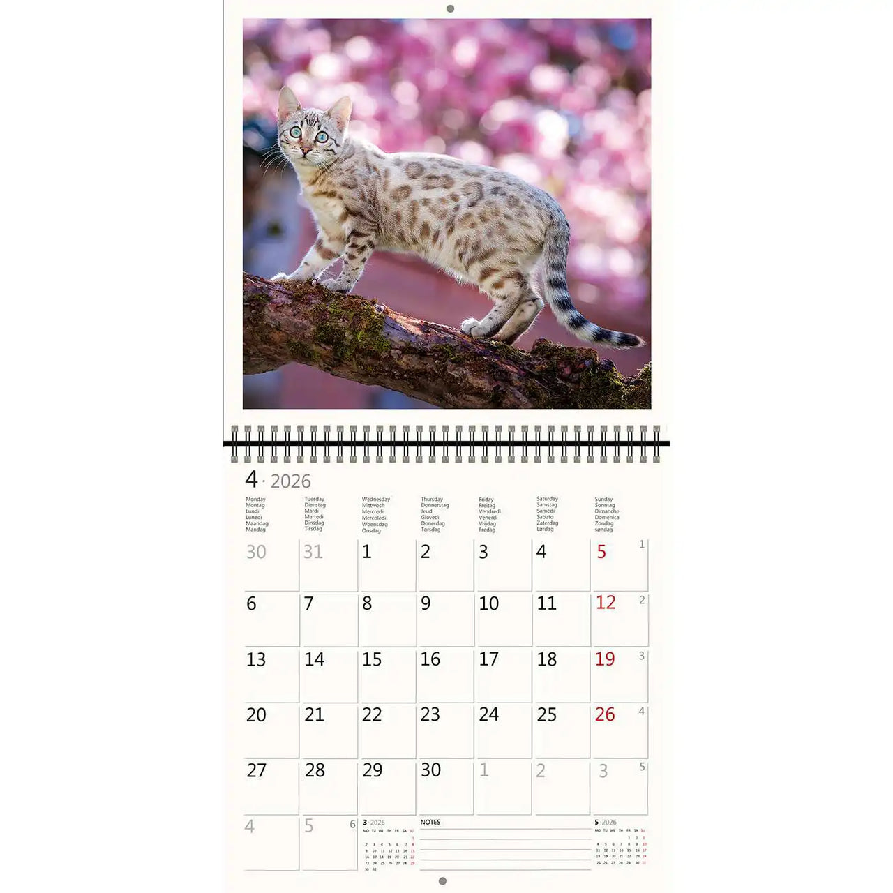 2026 Kalender schreiben 30 x 30 Katzen