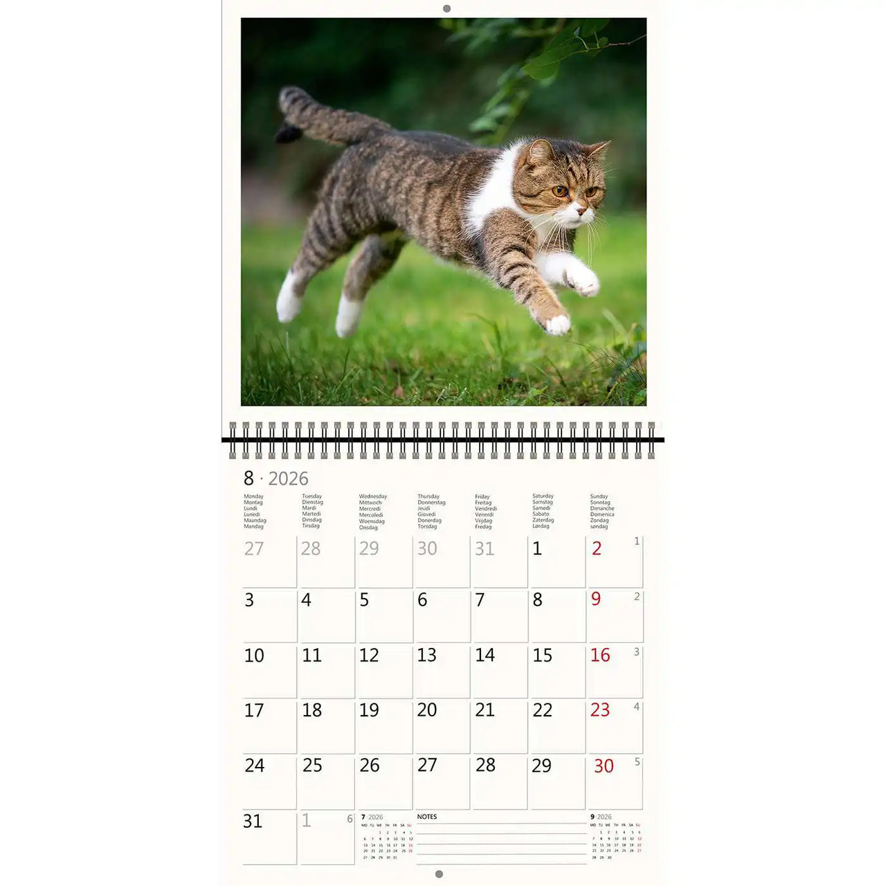 2026 Kalender schreiben 30 x 30 Katzen