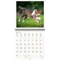 2026 Kalender schreiben 30 x 30 Katzen