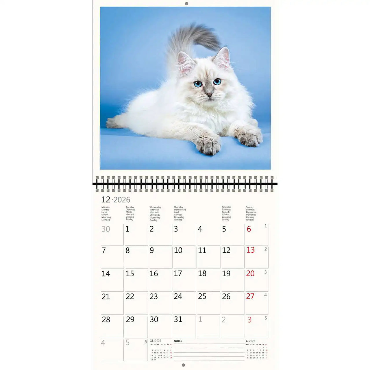 2026 Kalender schreiben 30 x 30 Katzen