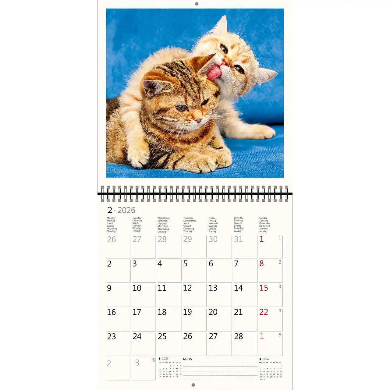 2026 Kalender schreiben 30 x 30 Katzen