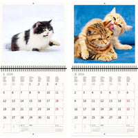2026 Kalender schreiben 30 x 30 Katzen