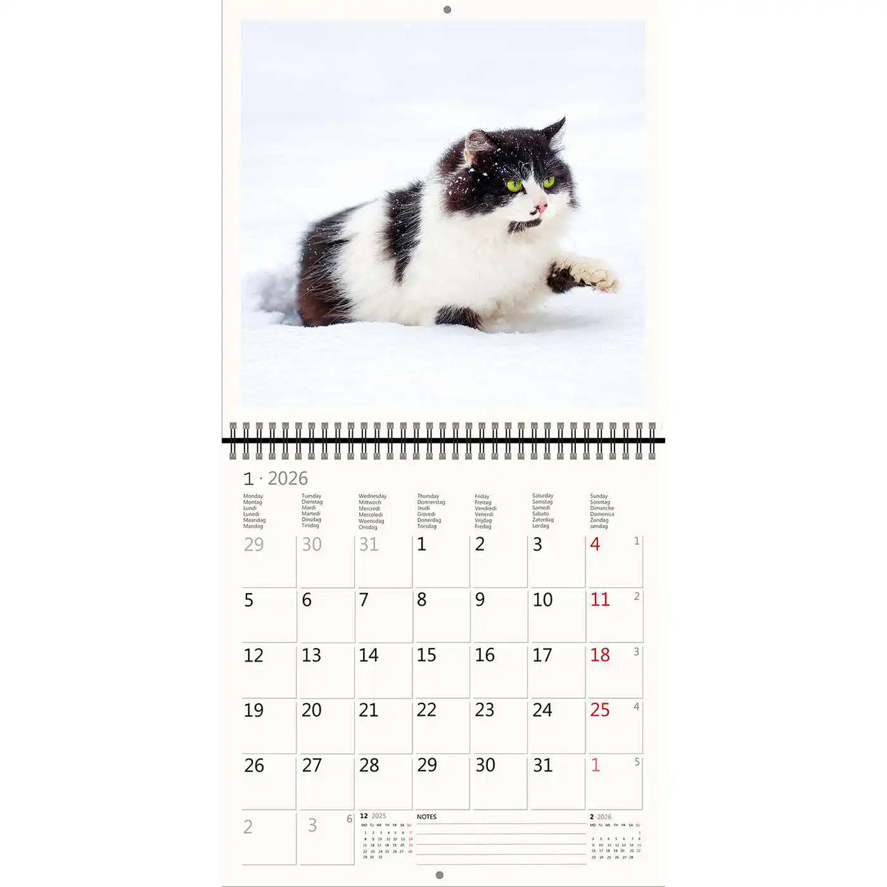 2026 Kalender schreiben 30 x 30 Katzen