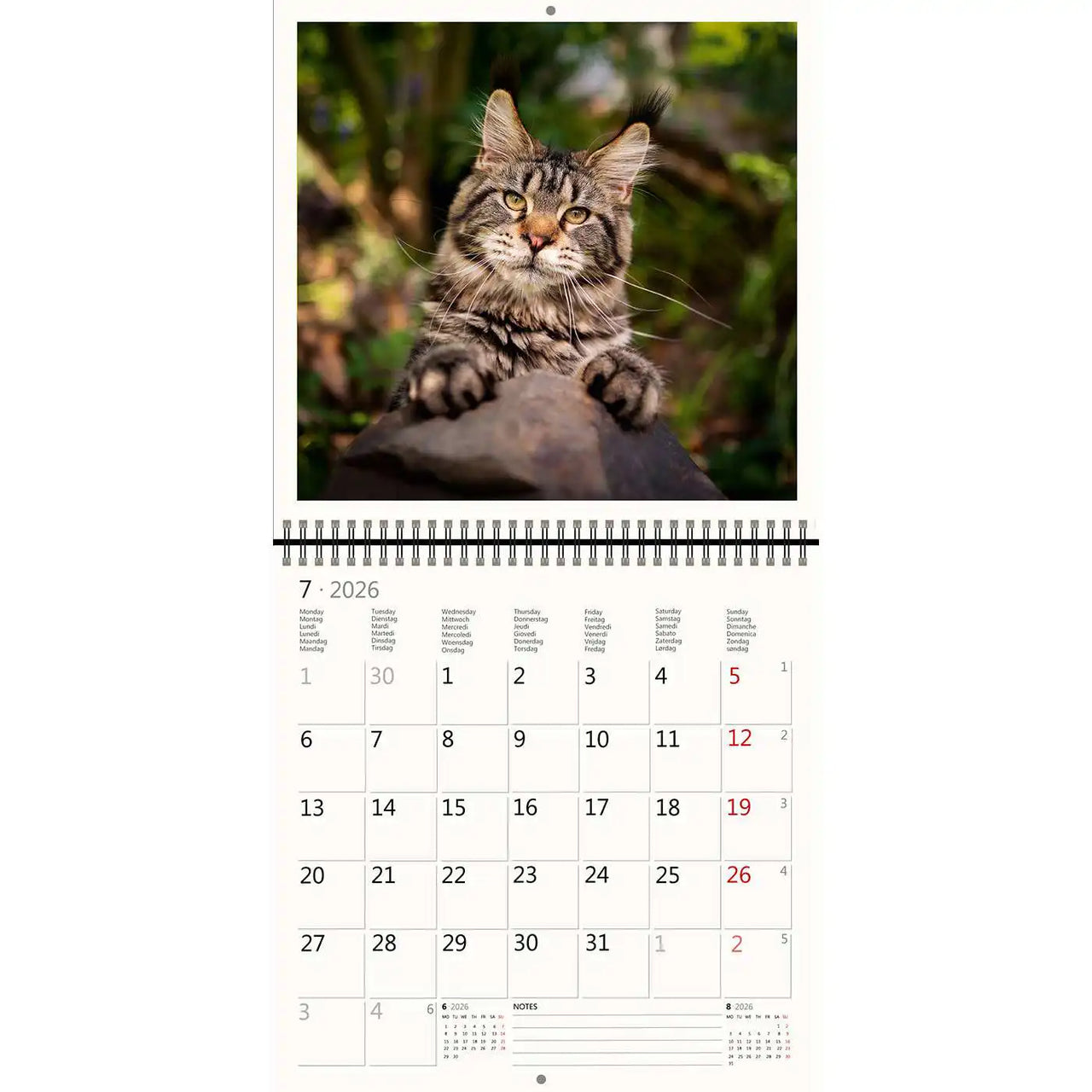 2026 Kalender schreiben 30 x 30 Katzen