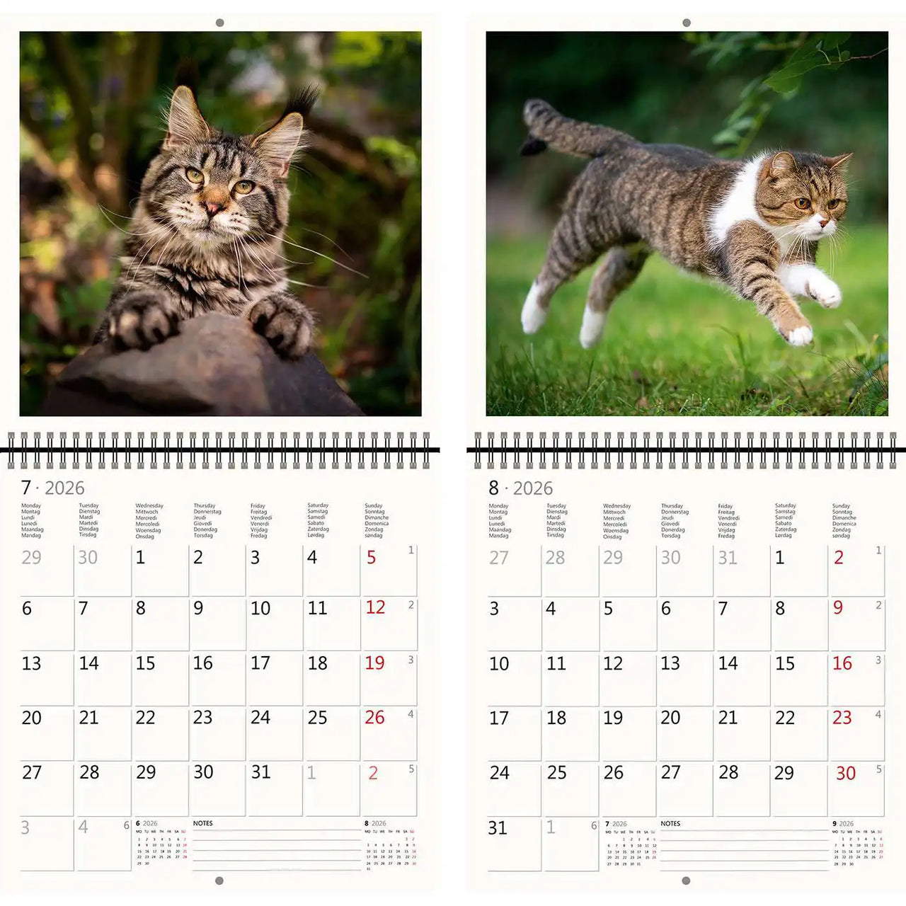 2026 Kalender schreiben 30 x 30 Katzen