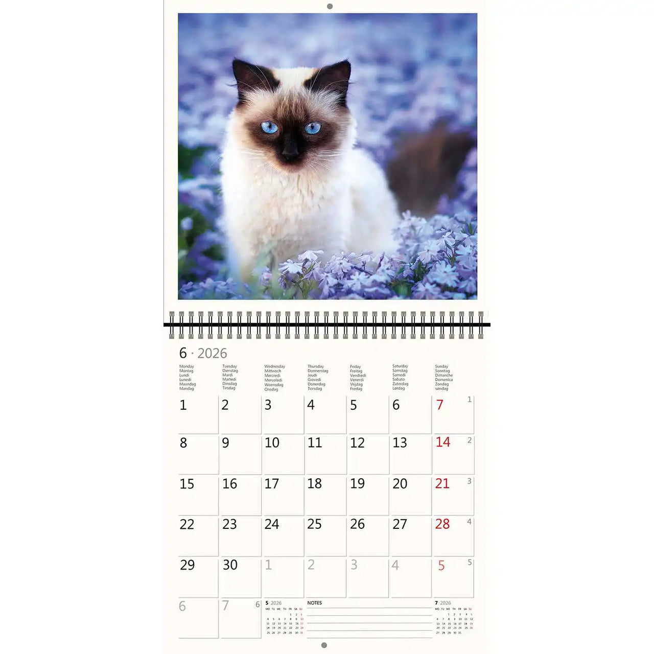2026 Kalender schreiben 30 x 30 Katzen
