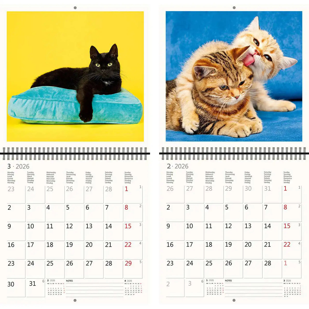 2026 Kalender schreiben 30 x 30 Katzen