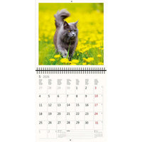 2026 Kalender schreiben 30 x 30 Katzen