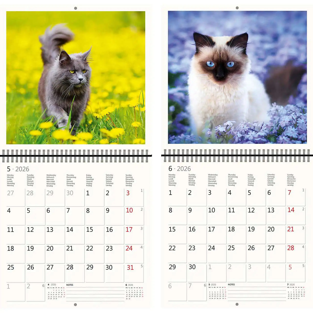 2026 Kalender schreiben 30 x 30 Katzen