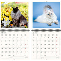 2026 Kalender schreiben 30 x 30 Katzen